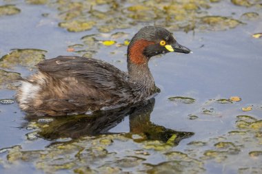 Tüylerinde su damlacıkları olan Avustralyalı bir yunus kuşu, Avustralya 'nın Queensland kentindeki Gold Coast' ta bulunan Robina 'daki bir kanalda yiyecek aramak için dalmadan önce sudaki yabani otların arasına bakar..