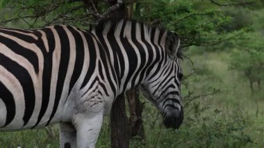 Bir zebra, dikenli habitatındaki bir akasya dikenine karşı boynunu ve omzunu kaşıyarak kaşındırıyor ve Güney Afrika 'daki bir oyun alanında arka planda kuş sesleri var..