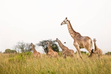 Güzel bir dişi zürafa ve dört sevimli genç zürafa, Güney Afrika 'da bir oyun parkında yağmurlu ve sisli bir günde birkaç ağaçla kaplı bir çim ovasında yürüyorlar..
