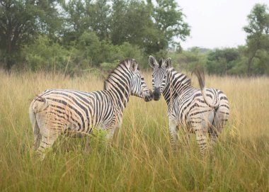 Güney Afrika 'daki bir oyun parkında bulutlu bir günde, doğal çalı yaşam alanlarının çimlerinde dikilen iki zebra ve bir kişi kuyruklarını sallıyor..