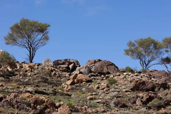 Yeni Güney Galler 'deki Broken Hill yakınlarındaki Yaşayan Çöl Parkı' nda yarı kurak bir ortamda Mulga ağaçları ve mavi gökyüzünün çerçevelediği bir sırttaki yıpranmış, engebeli kayalar manzarası..