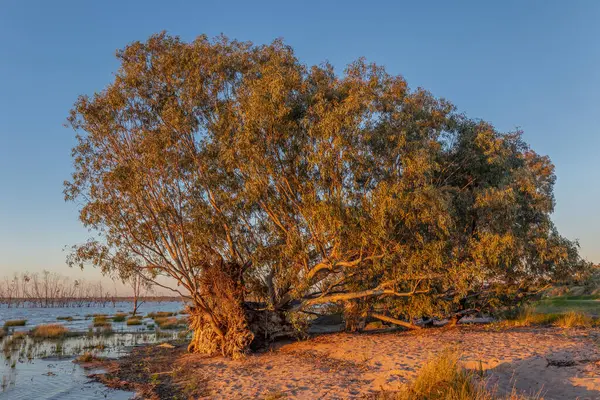 Büyük bir okaliptüs ağacı devrildi ve şimdi Avustralya 'nın New South Wales kentindeki Menindee Gölü' nün kıyısındaki Pamamaroo Gölü 'nün yatay gövdesinden yukarıya doğru büyüyor..