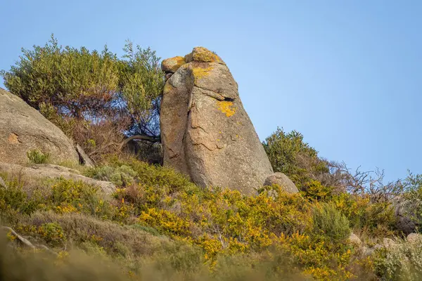 Kenarlarında sarı liken olan büyük granit kayalar ve Güney Avustralya 'daki Victor Limanı' ndaki Kayalıklar 'ın zirvesinde güçlü rüzgâra dayanıklı çalılar ve sarı çiçekli ağaçlarla çevrili..