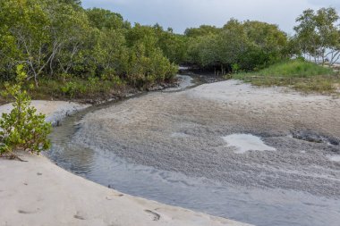 Suların çekilmesinden kaynaklanan dolambaçlı bir nehir, Avustralya 'nın Queensland kentindeki Bribie Adası' ndaki kumlu sahilde yetişen mangrovlardan akar..