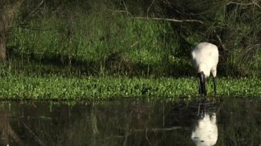 Kraliyet kaşığı gibi hassas gagasını sığ sularda Queensland, Avustralya 'daki Gold Coast' taki Arundel sulak alanlarında kabuklular, böcekler veya balıklar bulmak için sağa sola hareket ettirir..