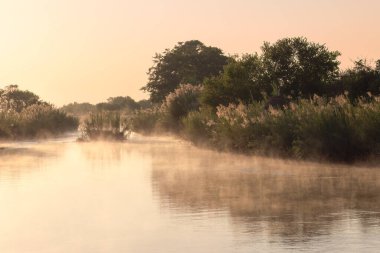 Sabahın erken saatlerinde Güney Afrika 'daki Kruger Parkı' ndaki sazlık ve ağaçlarla Sabie Nehri 'nde sıcaklık değişiminden sis yükselir..