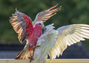 Pembe bir Galah ve beyaz bir Küçük Corella, hem sevimli hem de karakterli Avustralya papağanları, Queensland, Avustralya 'daki Gold Coast' ta bulanık bir arka planda karşı karşıya geldiler.. 