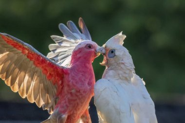 Hem sevimli hem de karakterli Avustralya papağanları olan pembe bir Galah ve beyaz bir Küçük Corella, Queensland, Avustralya 'daki Gold Coast' un bulanık geçmişine karşı yemek hakları için kavga ediyorlar.. 