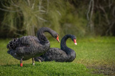 Avustralya, Queensland Gold Coast 'taki Arundel sulak alanlarında zarif kemerli boyunlarını göstererek, sulak bir göletin kenarındaki yeşil bitkilerin üzerinde duran ve yatan bir çift siyah kuğu.