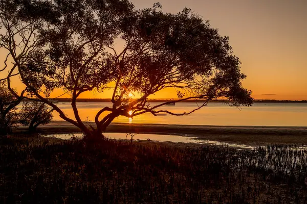 Siluetli bir mangrov ağacının dalları ve yaprakları arasından görünen altın bir günbatımı, kökleri sakin sulara doğru uzanıyor, Queensland, Avustralya 'daki Bribie Adası' nda huzuru çağrıştırıyor..