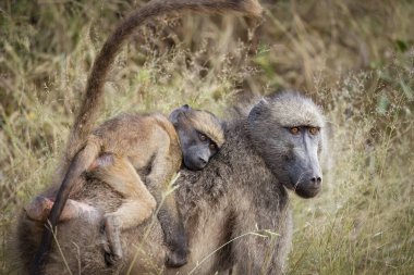 Genç ve tatlı bir bukleli babun, Güney Afrika 'daki bir av bölgesinde doğal çalı bitkilerinin arasında dururken annesinin tüylü sırtında rahatça dinleniyor..