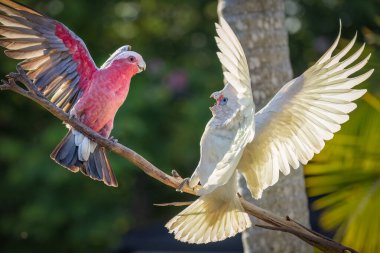 Galah ve Küçük Corella arasında çarpıcı bir karşılaşma Burleigh Heads, Queensland 'da bir ağaç dalında gerçekleşir. Kanatları altın güneş ışığı çarpıcı tüylerini aydınlatırken genişçe açılır..