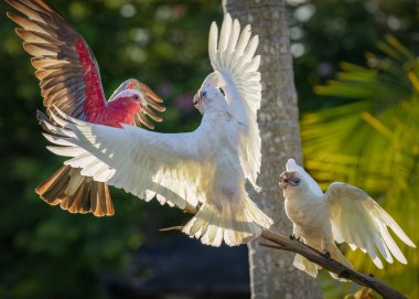 Pembe bir Galah ile iki küçük Corella arasında çarpıcı bir karşılaşma Burleigh Heads, Queensland 'da bir ağaç dalında gerçekleşir. Altın güneş ışığı tüylerini aydınlatırken kanatları genişçe açılır..