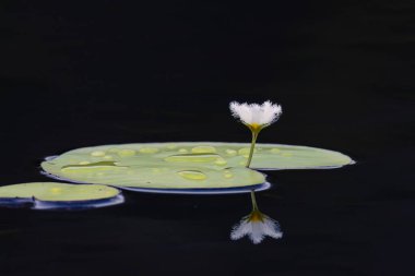 Beyaz, pofuduk bir kar tanesi çiçeği, Avustralya 'nın Altın Sahili' ndeki bir sulak arazide çiçeğin yansımasıyla koyu su arka planına karşı duran bir nilüfer yaprağının üzerinde duruyor..