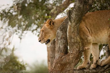 Genç ve güzel bir dişi aslan, Güney Afrika 'daki bir av bölgesinde av aramak için çalıların üzerinde gözlem noktası olarak kullandığı ağaçta beceriksizce duruyor..