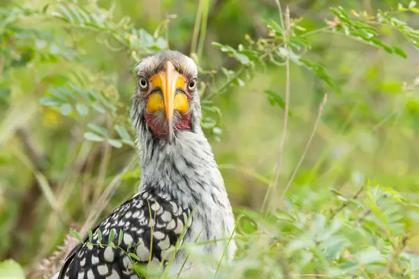 Güneyli, sarı gagalı bir boynuz gagalı kuş, farklı renklerde tüyleri olan komik bir kuş, Güney Afrika 'daki bir av bölgesinde dikenli çalı yaşam alanından kameraya bakarken komik bir yüz gösteriyor..