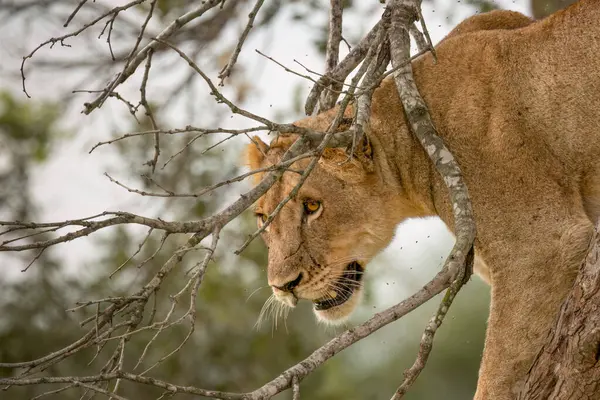 Ağacın tepesinde bir dişi aslan, Güney Afrika 'daki bir av bölgesinde, çalılıklarda uygun bir av nesnesi bulmak için etrafındaki dalları dikkatle inceliyor..