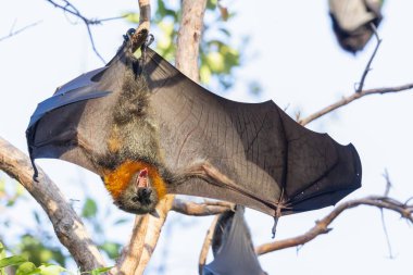 Gri başlı Uçan Tilki bir ağız dolusu keskin dişi göstererek esniyor ve kanatlarını Varsity Lakes Wetlands, Gold Coast, Avustralya 'da uzatıyor. Canlı turuncu kürkü güneş ışığında parlıyor.. 