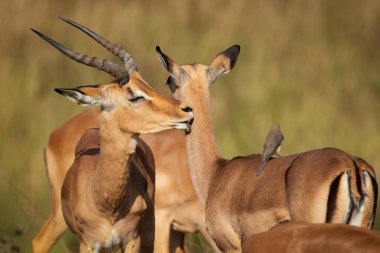 Bir İmpala antilobu, Güney Afrika 'daki bir av bölgesinde sırtında bir öküzle duran dişi impala' nın boynunu etkin bir şekilde tımar etmek için özel şekilli dişlerini kullanırken gözlerini kapatır..