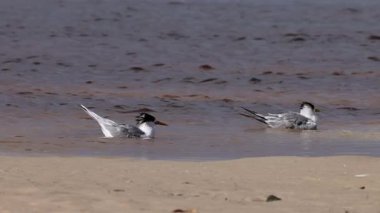 İki kabuklu deniz kırlangıcı sakin bir şekilde yıkanır, ama Avustralya 'nın Yeni Güney Galler bölgesinde, Yeni Güney Galler' de, Cudgen Deresi denilen gelgit deresinin kıyısında güçlü sıçrama anları vardır..