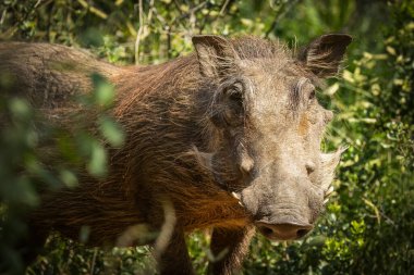 Kaba saçları ve siğil suratlı bir yaban domuzu, Güney Afrika 'daki bir oyun parkında yoğun çalılıklardan çıkarken hala belli belirsiz sevimli ve kesinlikle uyanık ve meraklı görünür..