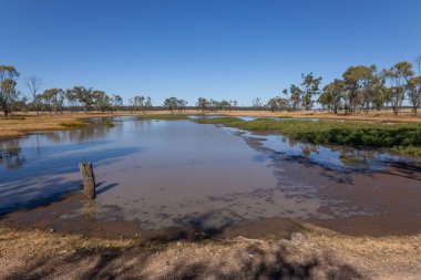 Durgun suda yansıyan bir lagün ve gölün etrafını çevreleyen okaliptüs ağaçları, Queensland, Avustralya 'daki Glenmorgen' deki Myall Botanik Bahçeleri yakınlarında mavi bir gökyüzü arkaplanı..