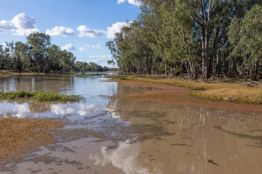 Sakin bir su, gökyüzü yansımaları ve yüzen bitki örtüsüyle çevrili ve Queensland, Avustralya 'da Glenmorgen yakınlarında bulutları olan mavi gökyüzü ve okaliptüs ağaçlarıyla çevrili bir lagün..