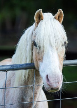 Uzun beyaz yeleli, nazik bir palomino midilli yumuşak doğal ışıkta metal bir çitin üzerinden ilginç bir şekilde geçiyor. Cairns, Queensland, Avustralya 'da sakin bir kırsal alanda yakalandı..