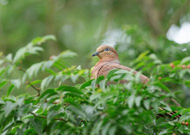 Avustralya, Queensland 'da, Atherton Tablelands' daki bir ağacın yemyeşil yaprakları arasında sessizce tünemiş bir kumru, barışçıl tropikal yağmur ormanlarını yakalıyor..