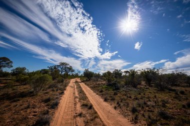Toprak bir patika mavi gökyüzünün altındaki ağaçların ve çalılıkların arasından geçer ve Avustralya 'nın Batı Queensland kentindeki Bindegolly Gölü Ulusal Parkı' nda yıldız patlaması yapan ilginç bulutların arasından geçer..