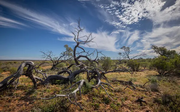 Avustralya 'nın güneybatı Queensland kentindeki Bindegolly Ulusal Parkı' nda çok ender bulunan bir ağacın dalları ile mavi bir gökyüzüne karşı uzanan kuru bir arazi..