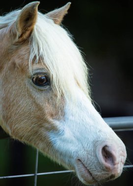 Uzun beyaz yeleli, nazik bir palomino midilli yumuşak doğal ışıkta metal bir çitin üzerinden ilginç bir şekilde geçiyor. Cairns, Queensland, Avustralya 'da sakin bir kırsal alanda yakalandı..