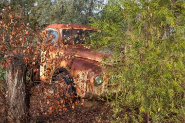 Ağaçlar ve çalılarla çevrili terk edilmiş eski bir tarım kamyonu, Avustralya 'nın Queensland kentindeki Charleville' de bir çiftlikte paslandıkça nostalji uyandırıyor ve açık havada parçalanmaya başlıyor..