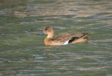 Güzel bir dişi kestane rengi ördek, bir tür amatör ördek, Avustralya 'nın Queensland kentindeki Gatton gölünde yüzerken yeşil bir tüy panelini gösteriyor..