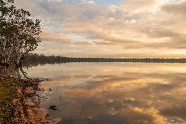 Avustralya 'nın Queensland kenti yakınlarındaki Broadwater Gölü' nde geniş okaliptüs ağaçlarıyla çevrili büyük bir gölün kıyısındaki bulutlara yansıyan güzel pastel gökyüzü.