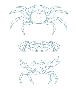 vektör kümesi yengeç, kabuklu Çin yengeci