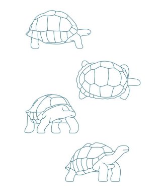 Kaplumbağa Kaplumbağa Galapagos Dev Kaplumbağa