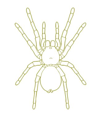 Goliath Birdeater Golyat Birdeater Goliath Birdeater