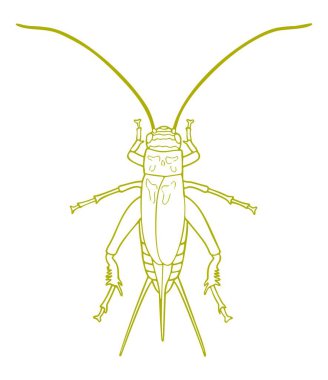 Çekirge Evi Kriket Salonu Çekirgesi