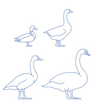 Su kuşu Siyah Kuğu Su Kuşu Kanada Kaz Kuşu