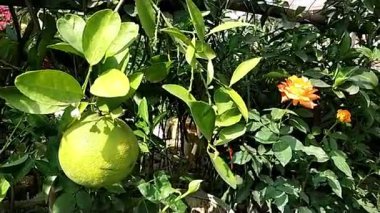Bahçenizde Büyüyen Pomelo 'lar: Sağlıklı Citrus Ağaçları ve Canlı Çiçekler İçin İpuçları