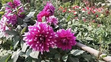 Blooming Garden 'da canlı Pembe Dahlia Çiçekleri
