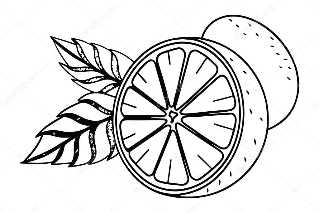 Elegant black and white illustration of sliced orange and leaves.