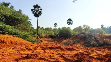 Kırmızı kumların altında uzun palmiye ağaçları