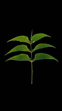 Siyah arkaplan ile doğal Neem yaprağı