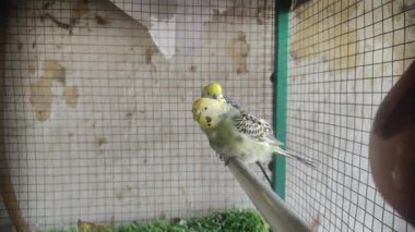 İçerideki kafes renkli aşk kuşları uçuyor.. 