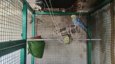 İçerideki kafes renkli aşk kuşları uçuyor.. 