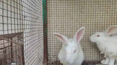 Kafesteki tavşan ve küçük bir tavşan da orada lahana besliyor..