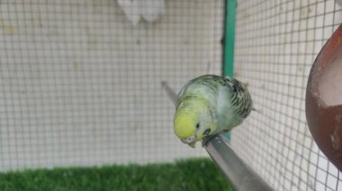 İçerideki kafes renkli aşk kuşları ayarlanıyor.