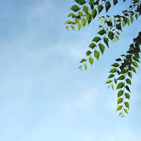 Kore doğa gökyüzü ağacı